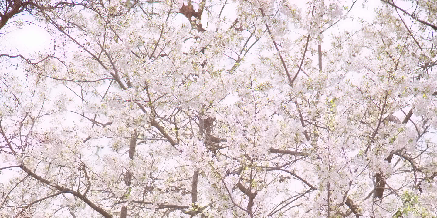Tokyo: Tur Foto Pernikahan dengan 3 Lokasi & Penataan Profesional